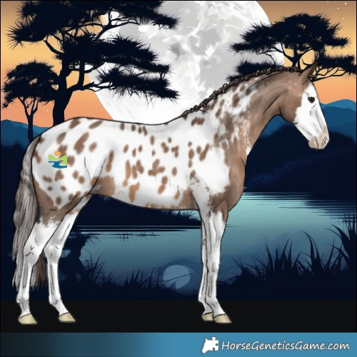 Horse Color:Brown Dun Sabino Splash Near Leopard 
