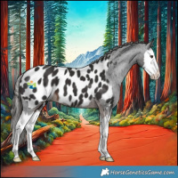 Horse Color:Liver Chestnut Splash Appaloosa 