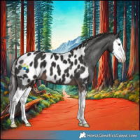 Horse Color:Liver Chestnut Splash Appaloosa 