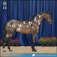 Horse Color:White Spotted Brown Dun Brindle 