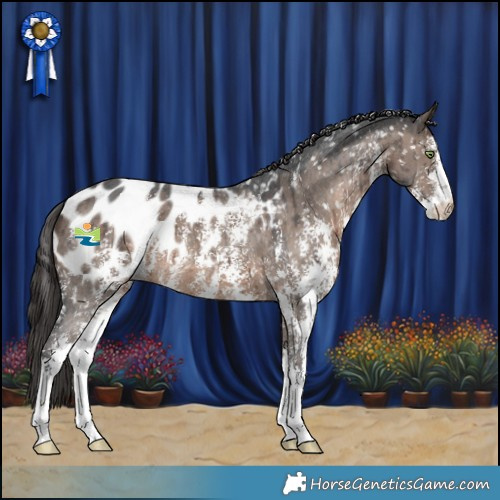 Horse Color:Brown Dun Sabino Appaloosa Brindle 