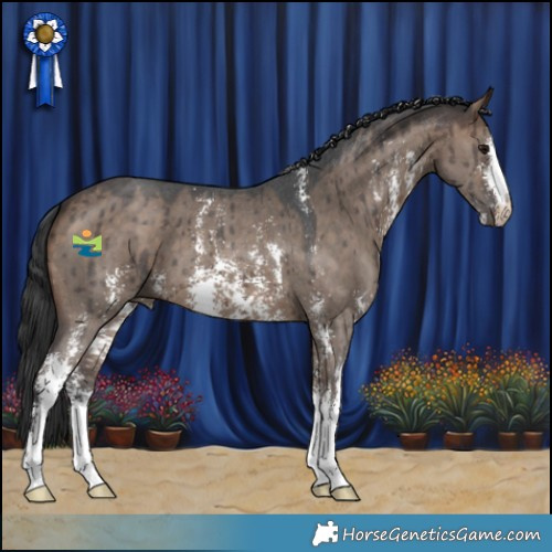 Horse Color:Brown Dun Sabino Brindle 