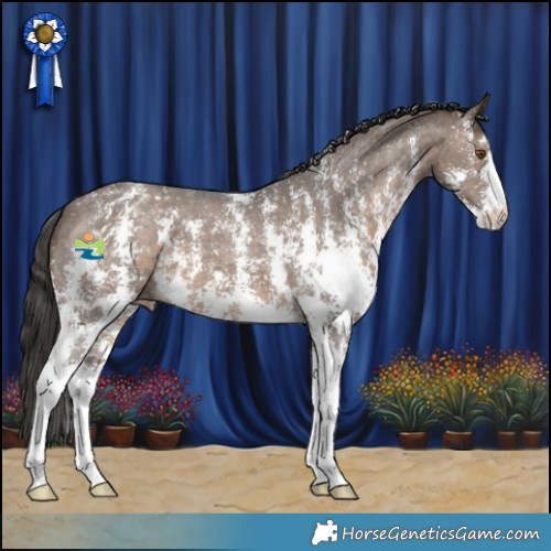 Horse Color:Brown Dun Sabino Appaloosa 