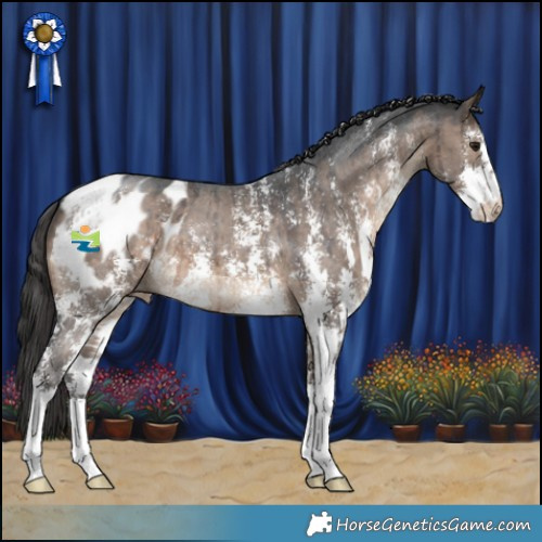 Horse Color:Brown Dun Sabino Appaloosa Brindle 