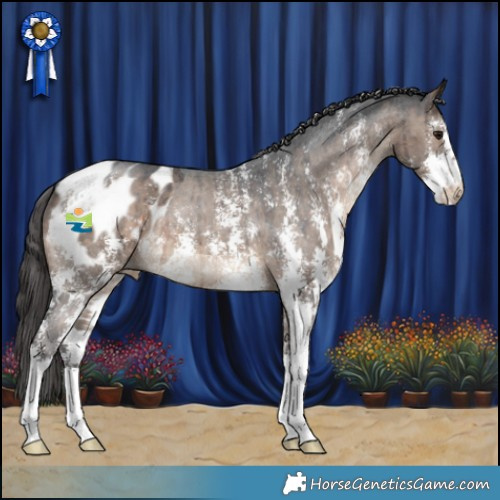 Horse Color:Brown Dun Sabino Appaloosa Brindle 