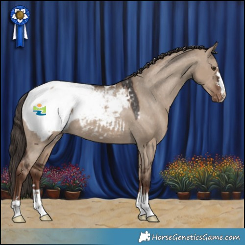 Horse Color:Liver Red Dun Appaloosa 