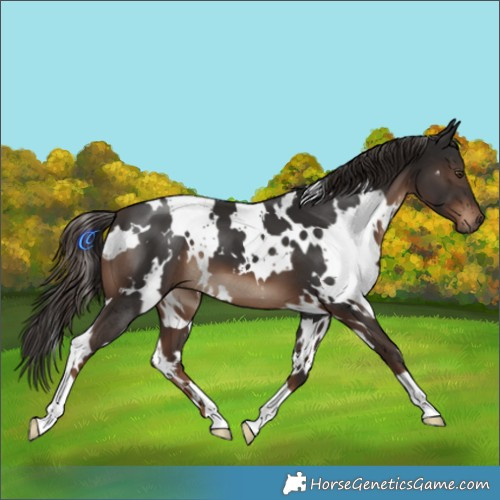 Horse Color:White Spotted Liver Chestnut 