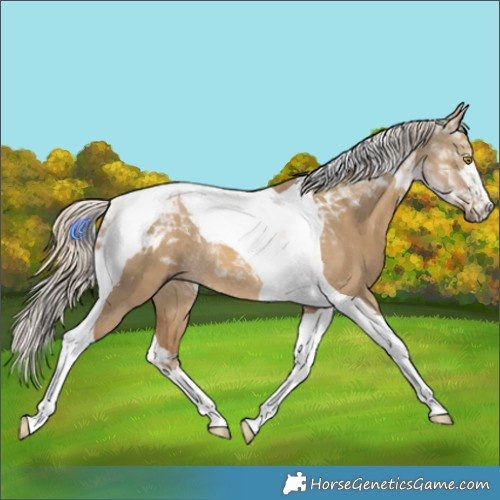 Horse Color:Chocolate Palomino Dun Tobiano 