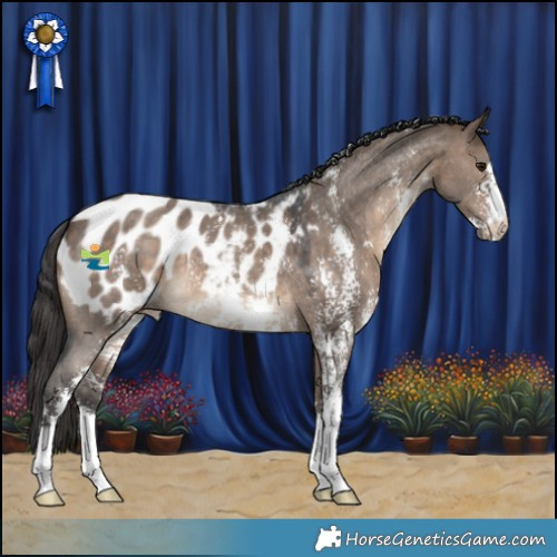 Horse Color:Brown Dun Sabino Appaloosa 