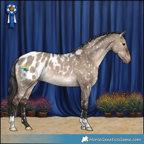 Horse Color:Brown Dun Appaloosa 