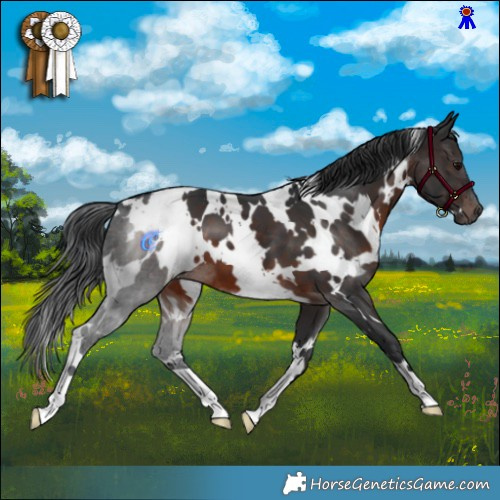 Horse Color:White Spotted Brown 