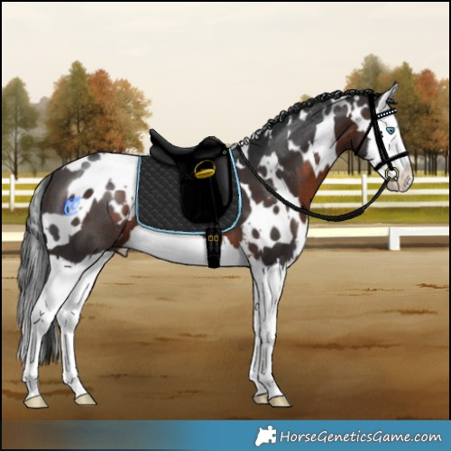 Horse Color:White Spotted Brown Splash 