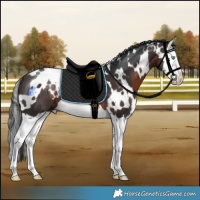 Horse Color:White Spotted Brown Splash