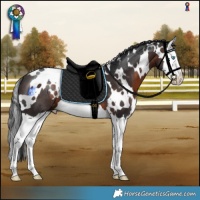 Horse Color:White Spotted Brown Splash 