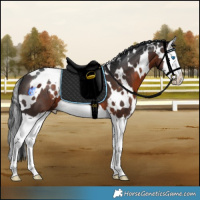 Horse Color:White Spotted Brown Splash 