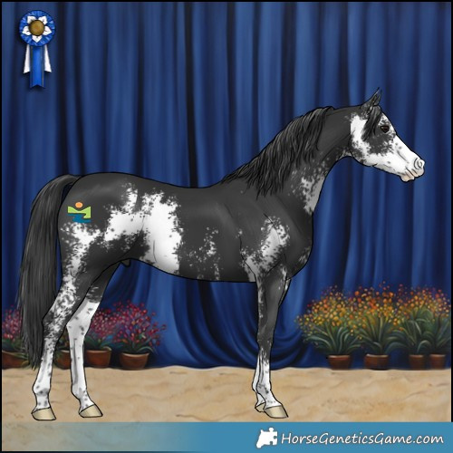 Horse Color:Black Sabino 