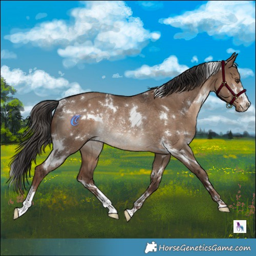 Horse Color:White Spotted Liver Red Dun Rabicano 