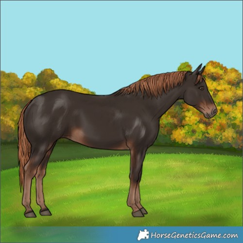 Horse Color:Liver Chestnut Rabicano 