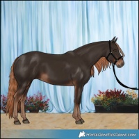Horse Color:Liver Chestnut Rabicano 