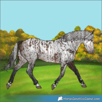 Horse Color:Brown Rabicano and Gray Brown Rabicano