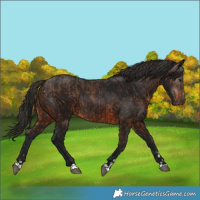 Horse Color:Brown Rabicano  and Gray Brown Rabicano 