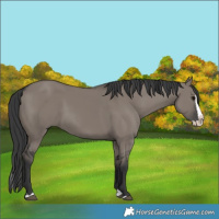 Horse Color:Grullo Splash 