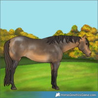 Horse Color:Buckskin 