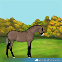 Horse Color:Liver Red Dun Splash 