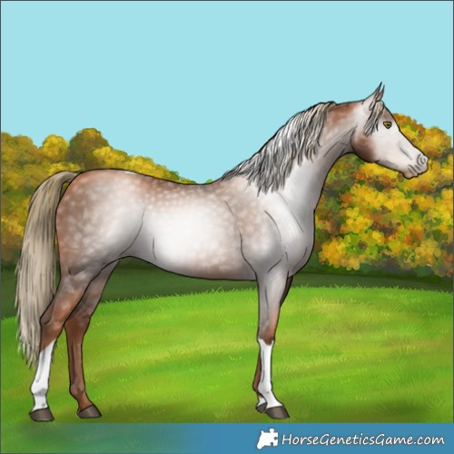 Horse Color:Gray Liver Chestnut Pearl Tobiano 