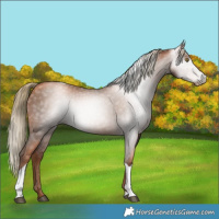 Horse Color:Gray Liver Chestnut Pearl Tobiano 