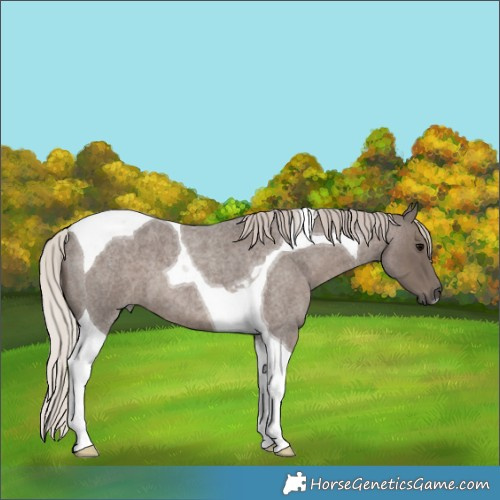 Horse Color:Silver Blue Roan Tobiano 