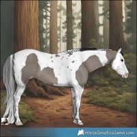 Horse Color:Grullo Splash Tobiano Varnish 