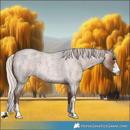 Horse Color:Silver Blue Roan 