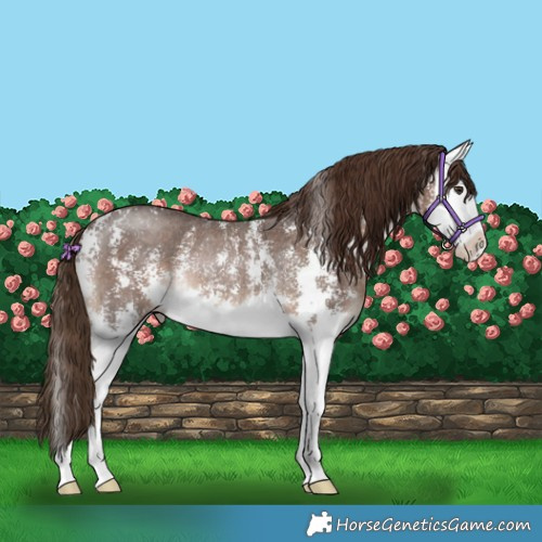 Horse Color:Liver Chestnut Sabino Splash Rabicano 