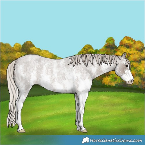 Horse Color:Silver Blue Roan Sabino 