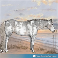 Horse Color:Gray Silver Smoky Blue Roan Sabino