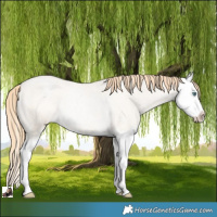 Horse Color:Smoky Grullo Roan Pearl Splash Appaloosa Rabicano