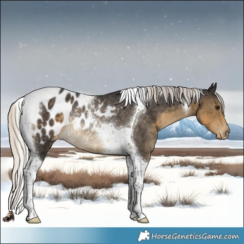 Horse Color:Silver Smoky Black Tobiano Appaloosa Rabicano 