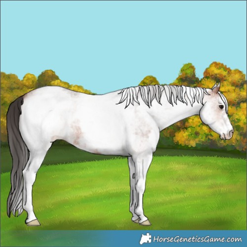 Horse Color:White Spotted Bay Roan 