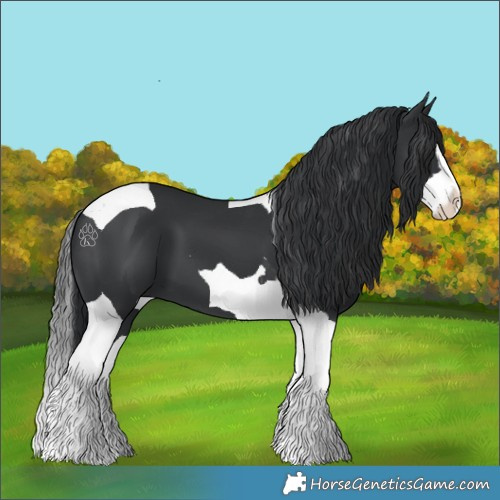 Horse Color:Black Splash Tobiano 