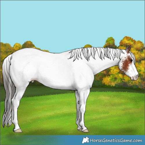 Horse Color:White Spotted Brown Appaloosa 