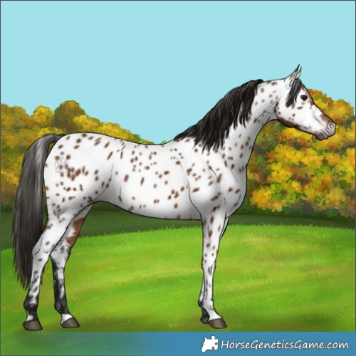 Horse Color:Gray Bay Appaloosa