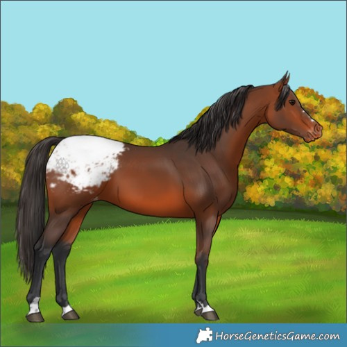 Horse Color:Bay Appaloosa 