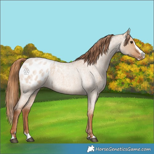 Horse Color:Red Dun Roan Splash Appaloosa 