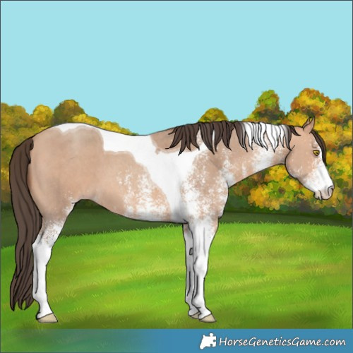 Horse Color:White Spotted Amber Champagne Tobiano 