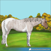 Horse Color:Silver Blue Roan Tobiano 