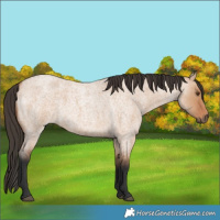 Horse Color:Bay Roan Dun