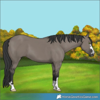 Horse Color:Grullo