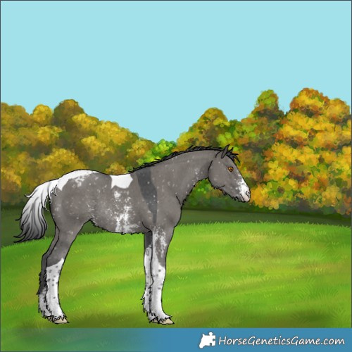 Horse Color:Grullo Sabino Tobiano Appaloosa Rabicano 