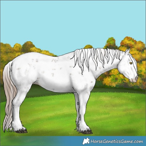 Horse Color:Liver Red Dun Sabino Rabicano Brindle 